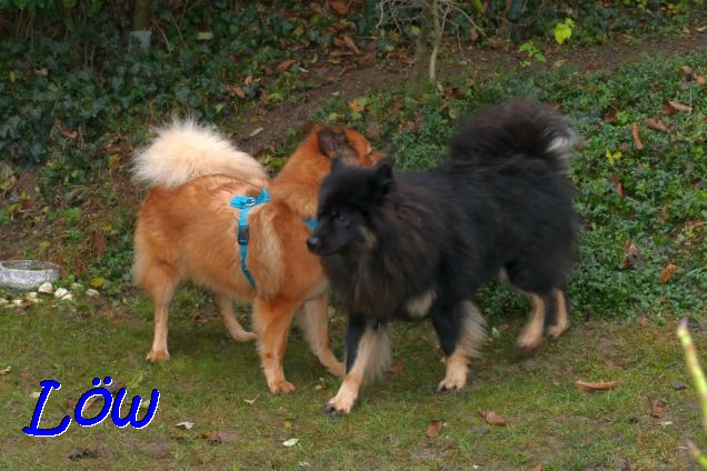 9.12.2020 - Noch eine Runde?